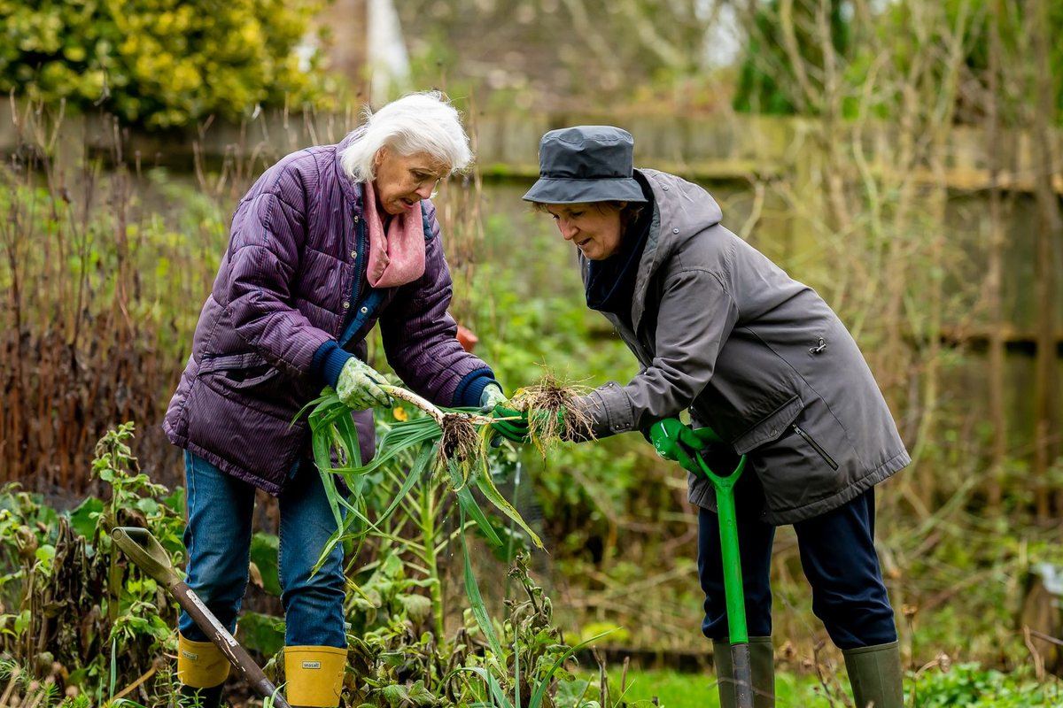 Two older women gardening together, pulling leeks in a leafy garden